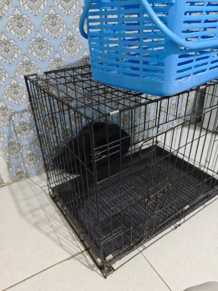 Jual kandang kucing + pet cargo