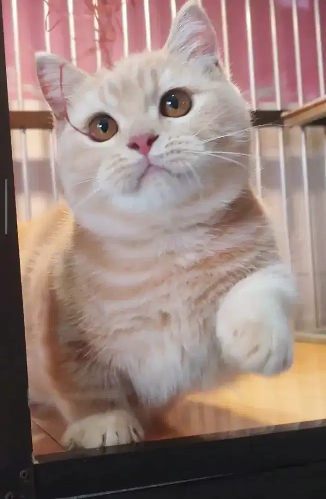 Kucing british shorthair bsh british shorthair