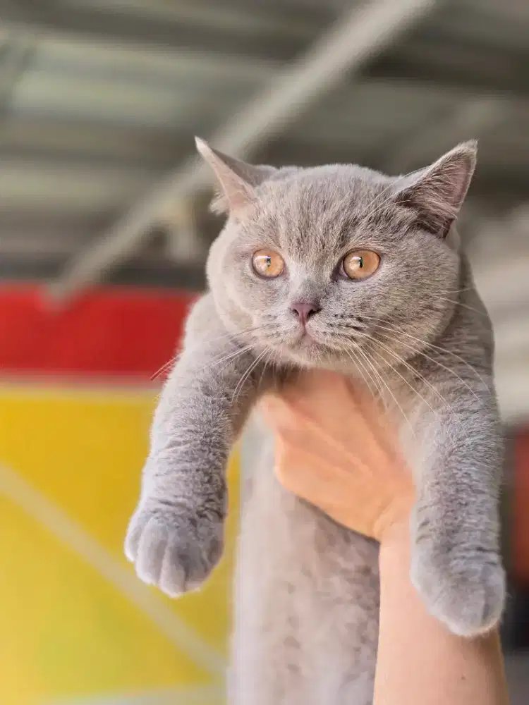 Kucing british shorthair bsh british shorthair
