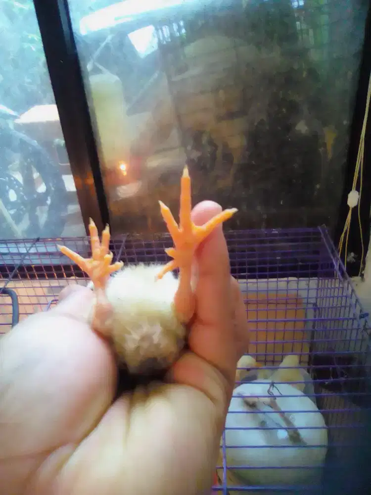 Ayam kampung berjari 5, ayam unik, bibit ayam, Ayam Kampung Petelur