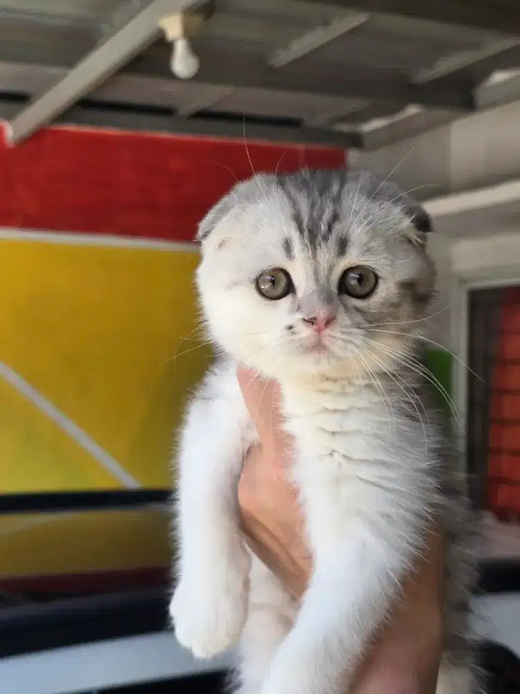 Kucing british shorthair bsh x scotish fold