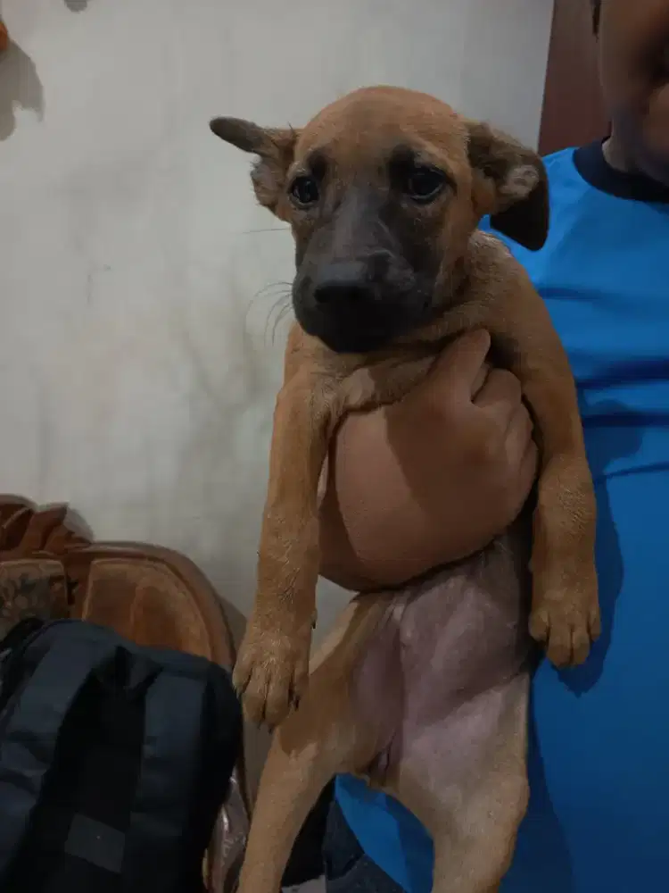 Anak Anjing Cari Majikan Baru