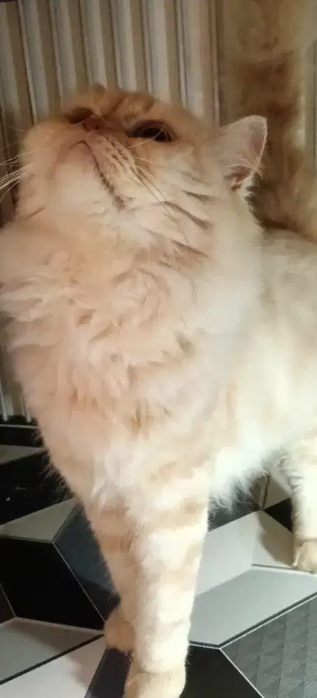 Persia Flatnose Cream Tabby