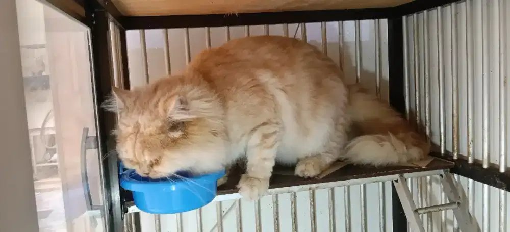 Persia Flatnose Cream Tabby