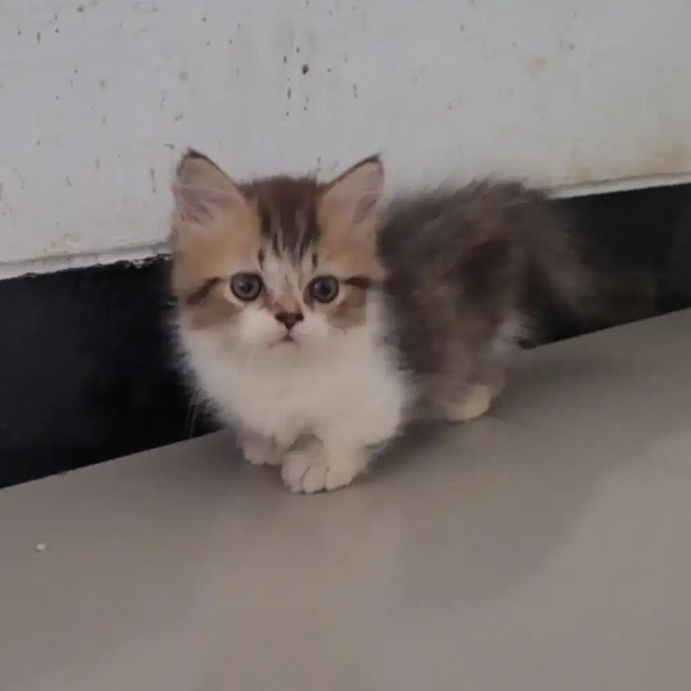(Gojek/SIDOARJO) KUCING MUNCHKIN JANTAN 1,5 BULAN
