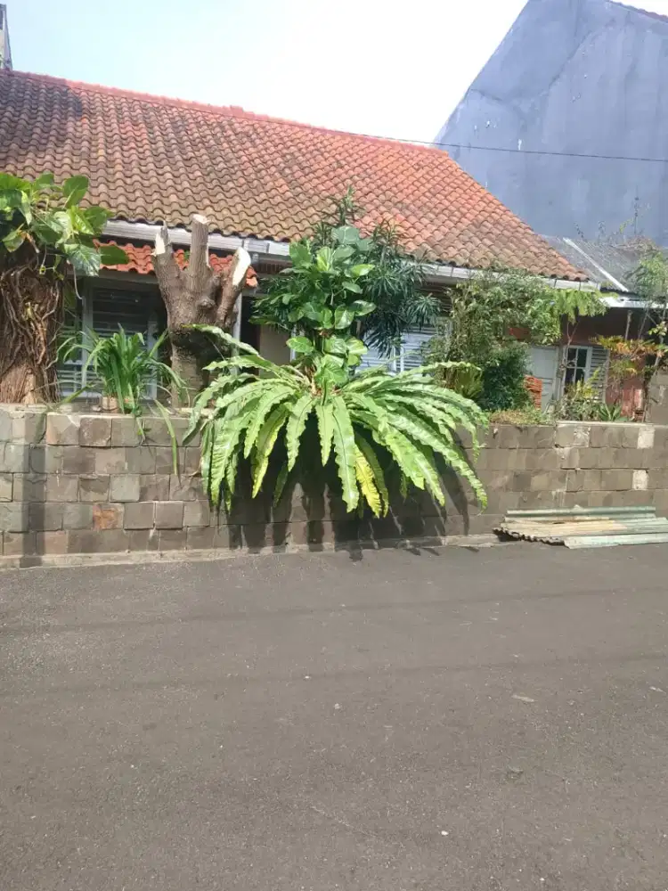 Tukang Bangunan tebang pohon