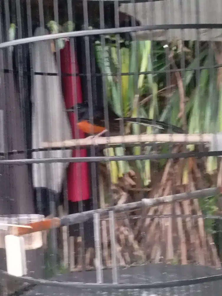 Murai batu Medan ekor panjang 18