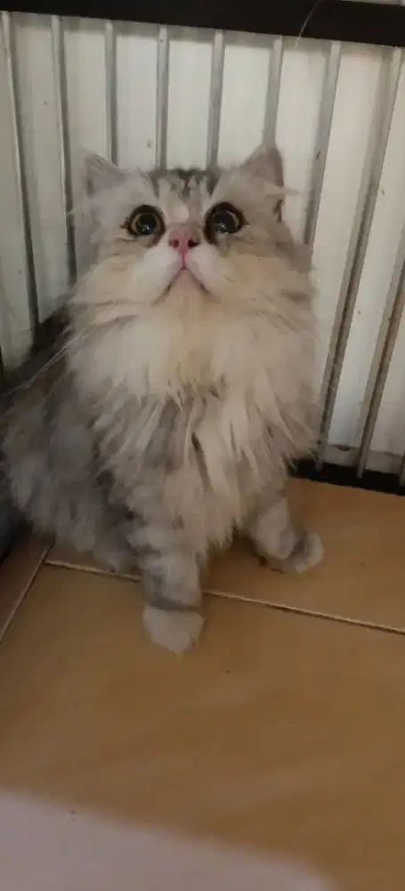 Persia Flatnose Silver