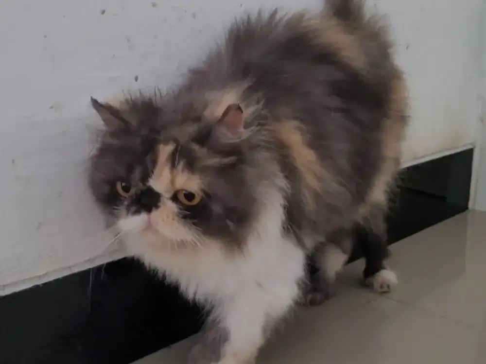 (Gojek/SIDOARJO) KUCING PEAKNOSE BETINA 2 TAHUN