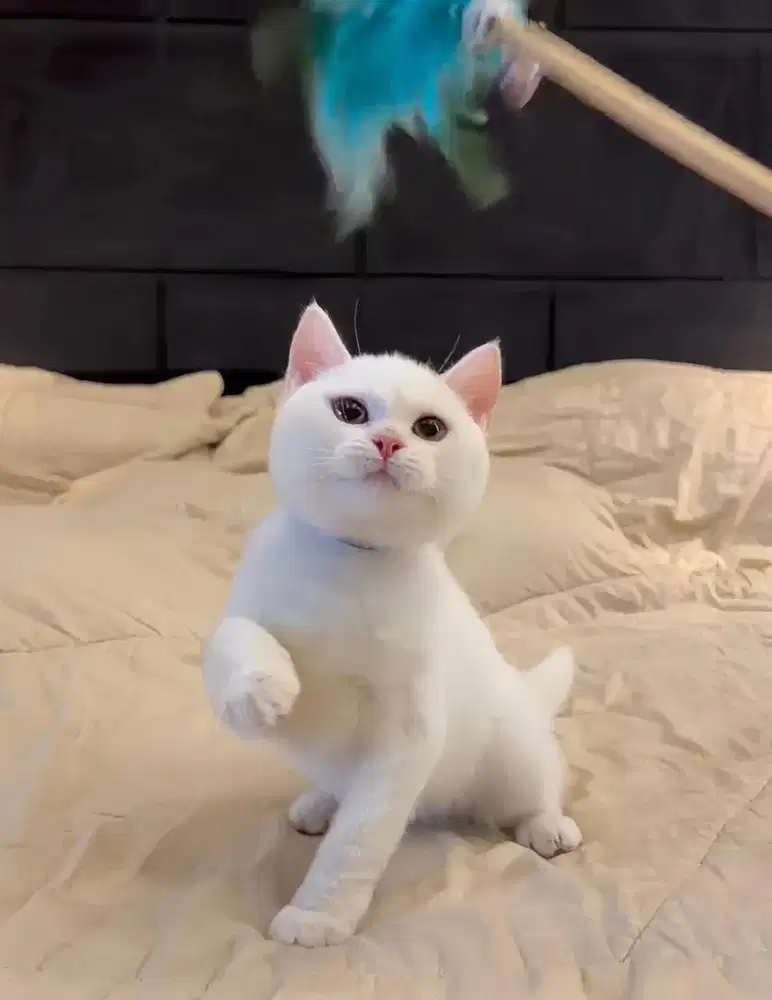 Kucing British Shorthair Silver FEMALE BSH SF