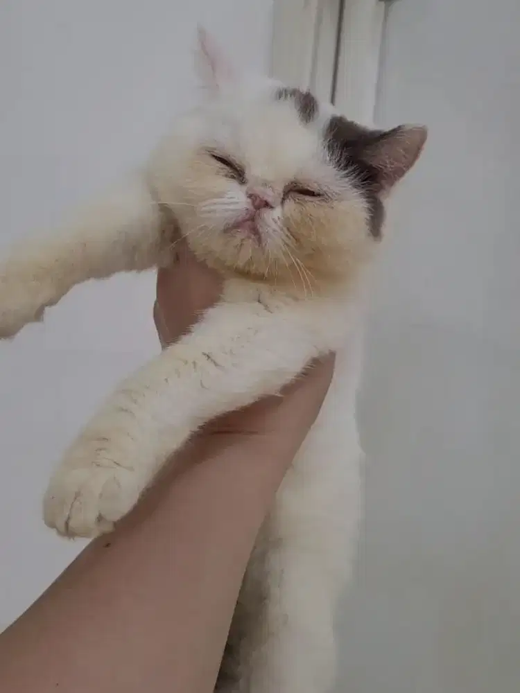 (Gojek/SIDOARJO) KUCING EXOTIC BETINA 6 BULAN