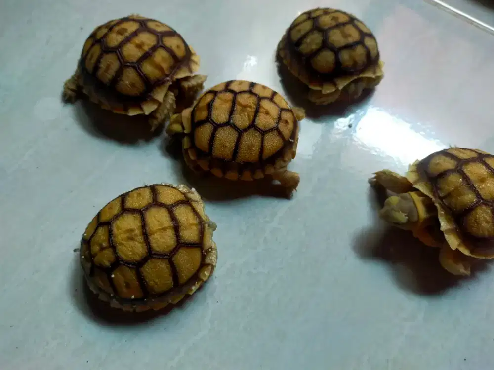Sulcata Baby CB Indo