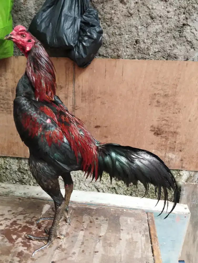Ayam bangkok x mangon