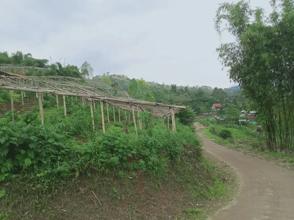 Dijual Tanah Padat cocok untuk Villa atau kebun pasirjambu Ciwidey