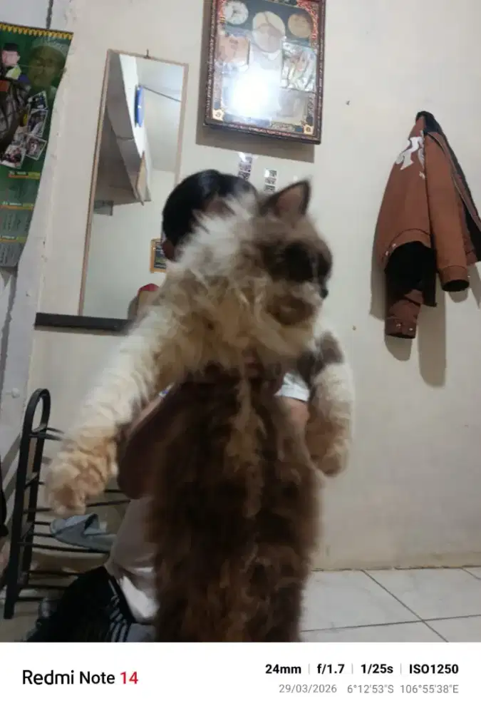 JUAL KUCING HIMALAYA 2 BONUS FULLSET PERLENGKAPAN