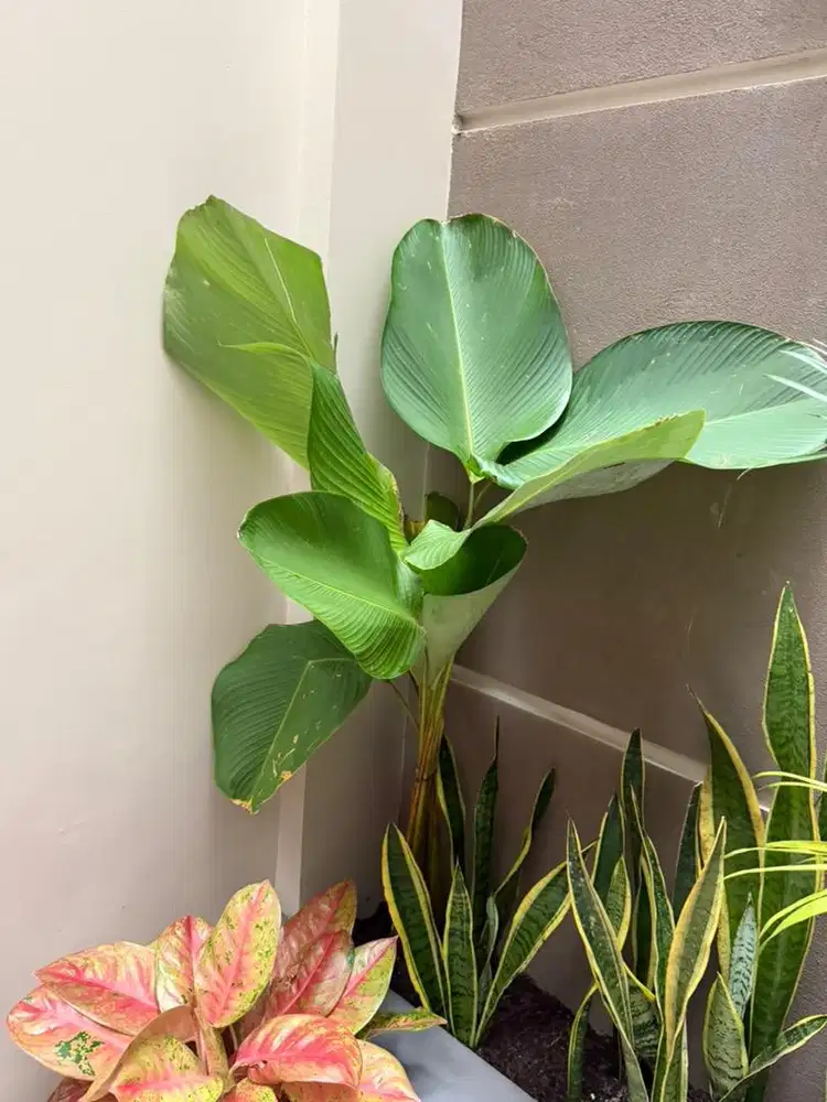 DICARI ART PP LOKASI BINTARA