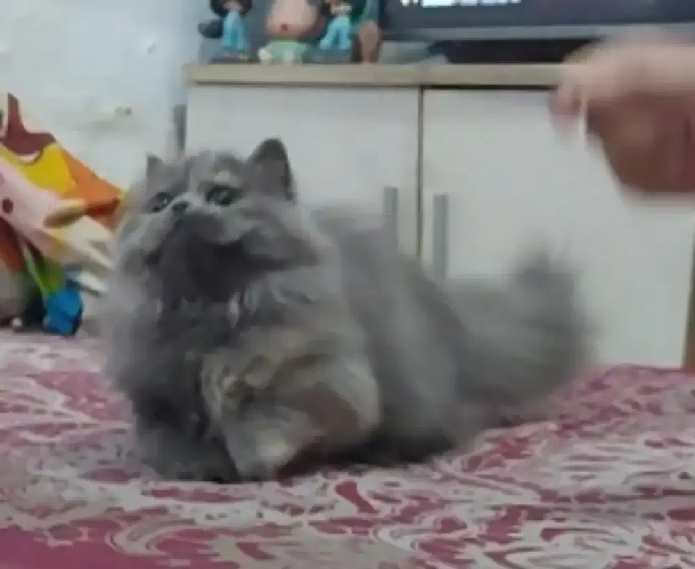 Munchkin British RH Blue Tortie Betina