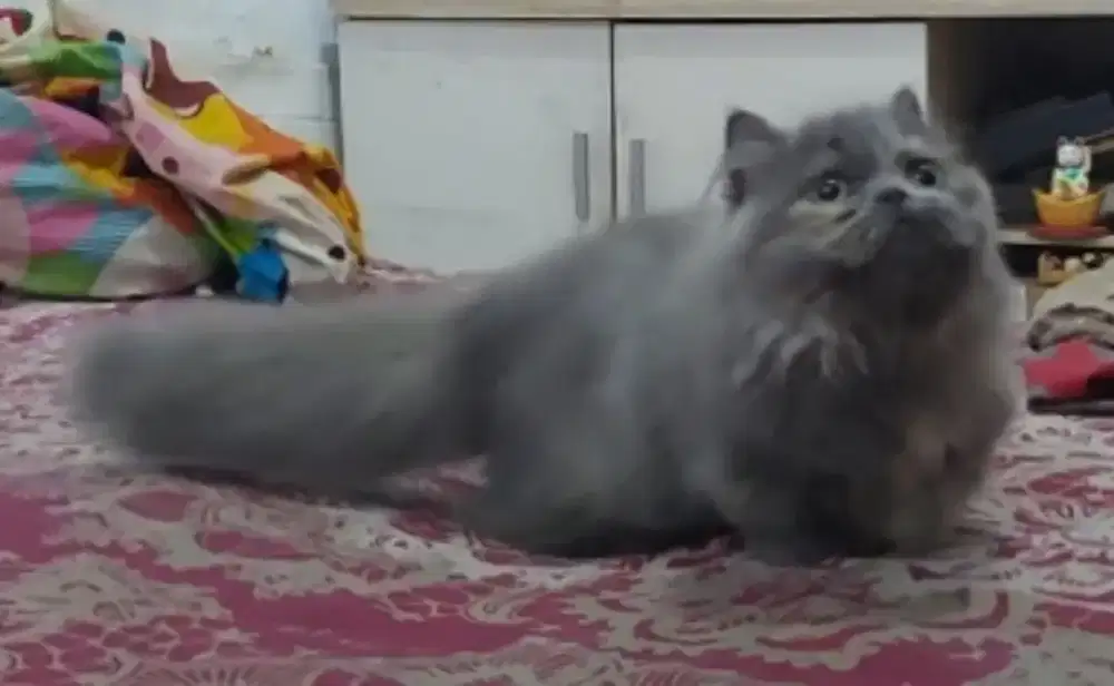 Munchkin British Blue Female Line Ped