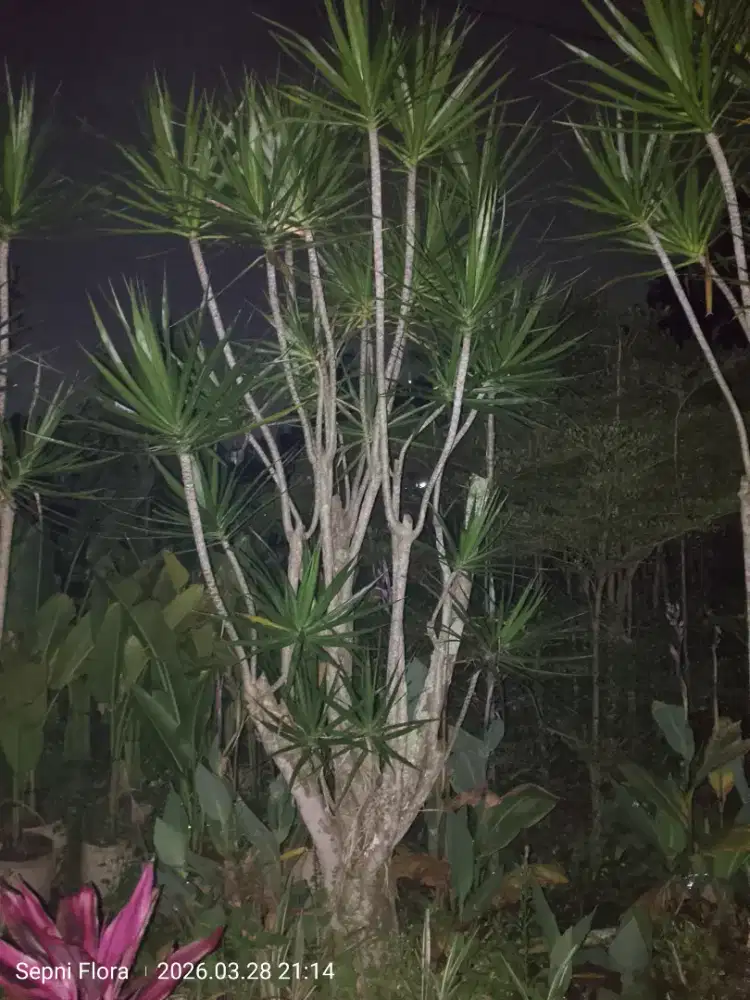 Tanaman Tree Colour Hijau