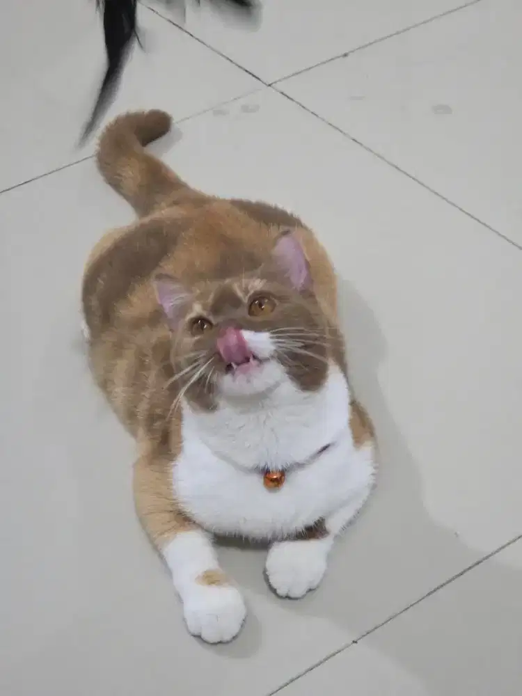 British shorthair tricolor cinamon ped wcf