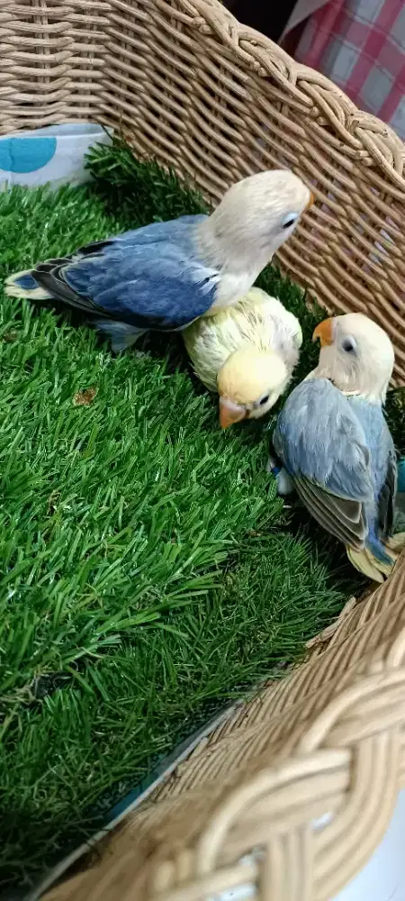 Anakan creamino, aqua