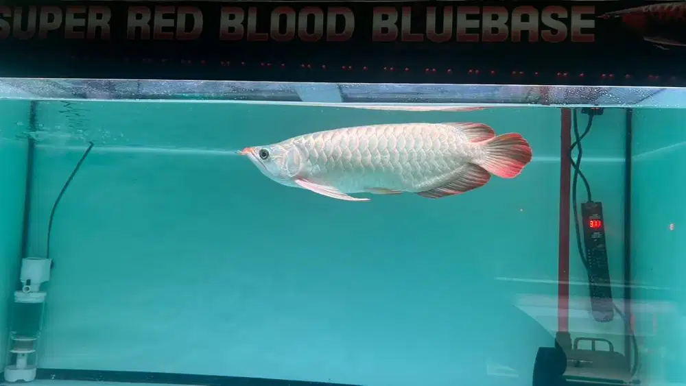 Ikan arwana super red