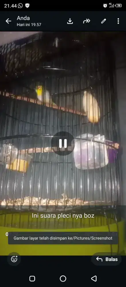 Jual burung pleci Bustomi sudah ngeriwik