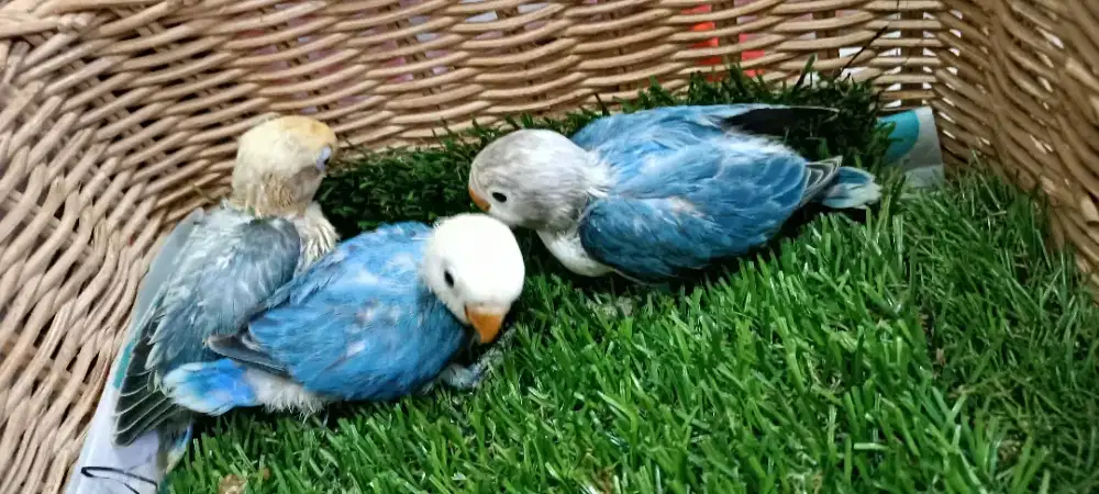 Lb biola blue, biola PB