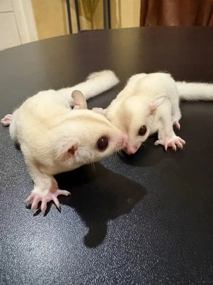 Sugar glider pengerat