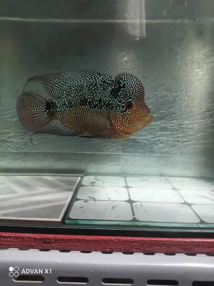 Ikan louhan cencu double marking