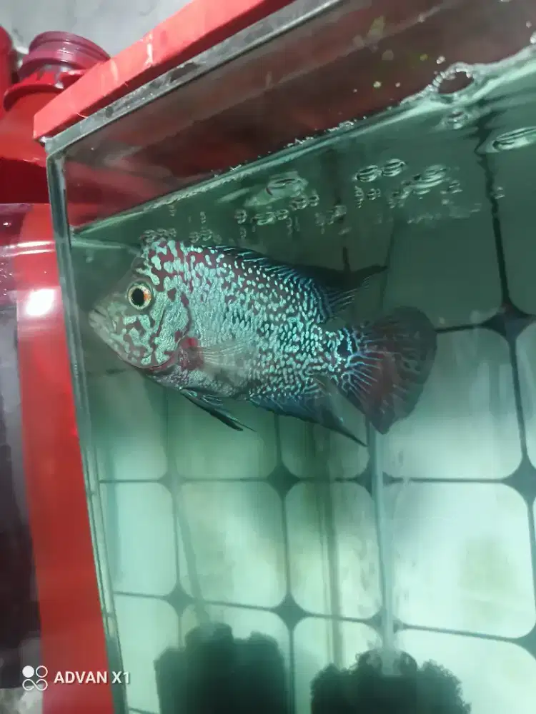 Ikan louhan kamfa f2