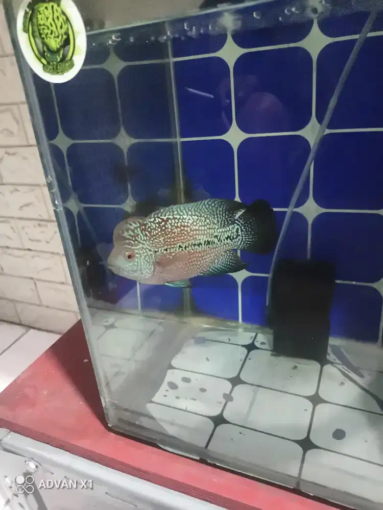 Ikan louhan kamfa f2