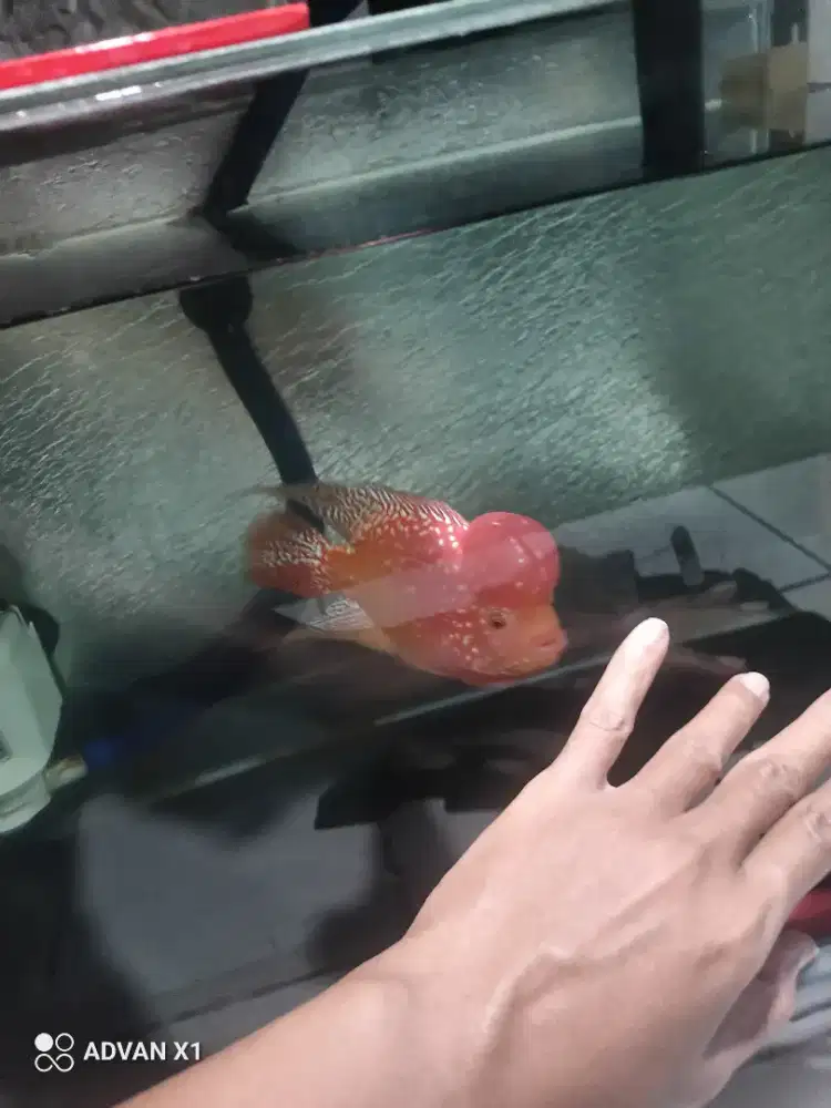 Ikan louhan kamfa f2