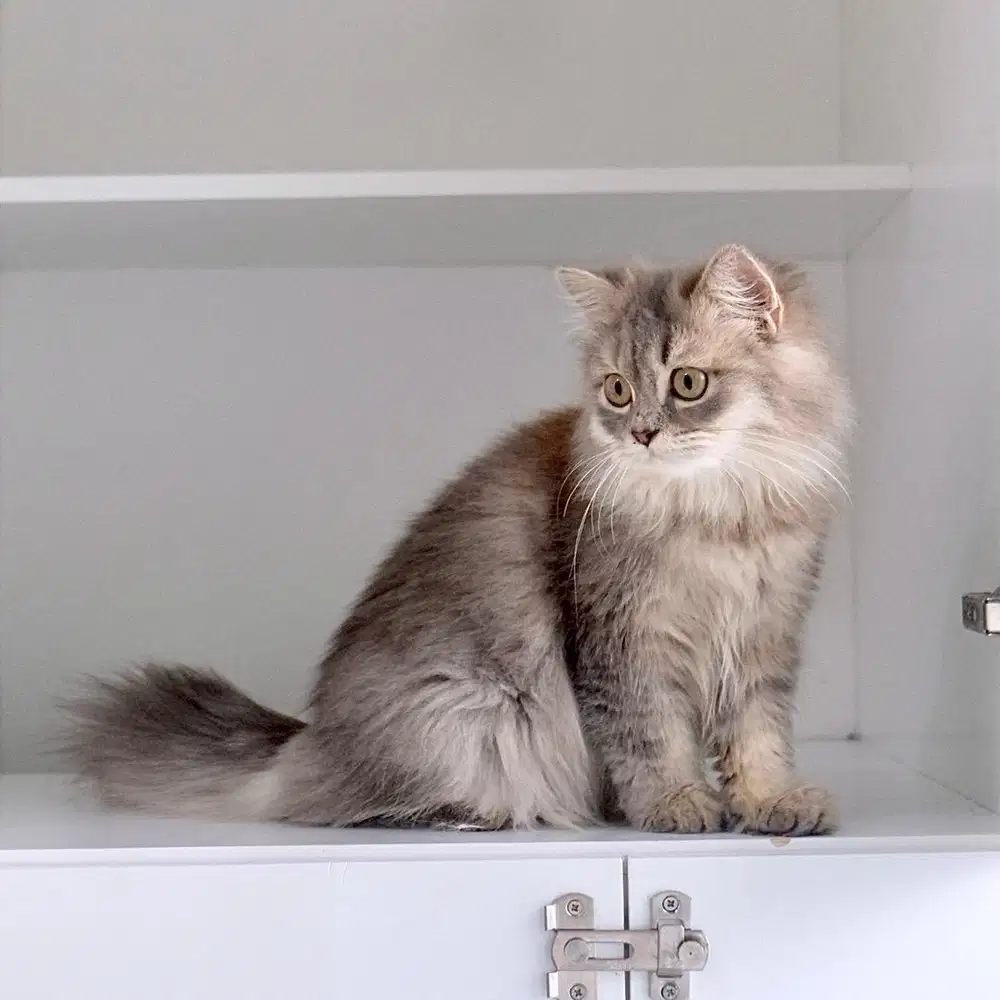 BSH / BLH / BRITISH LONGHAIR