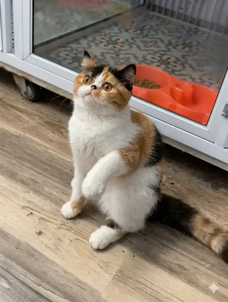 KUCING BSH (BRITISH SHORT HAIR) NON PED