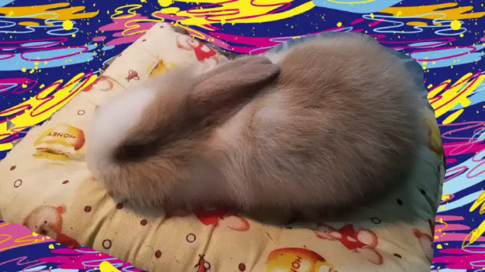 Harga tertera untuk satuan (kelinci Lion Head)