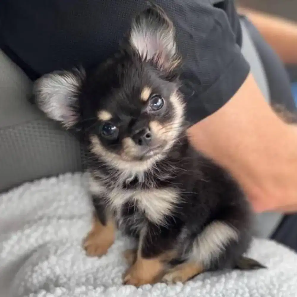 JUAL ANJING CHIHUAHUA