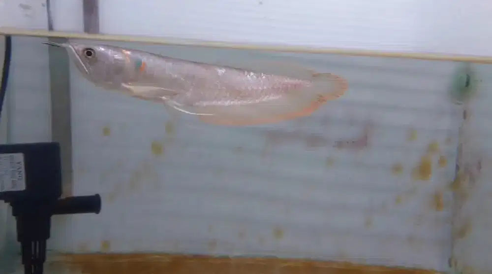 Arwana silver red 21cm