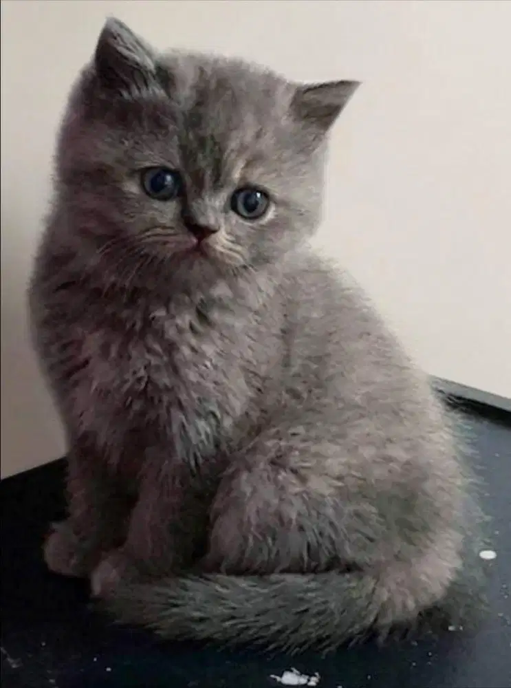 Kitten British Shorthair