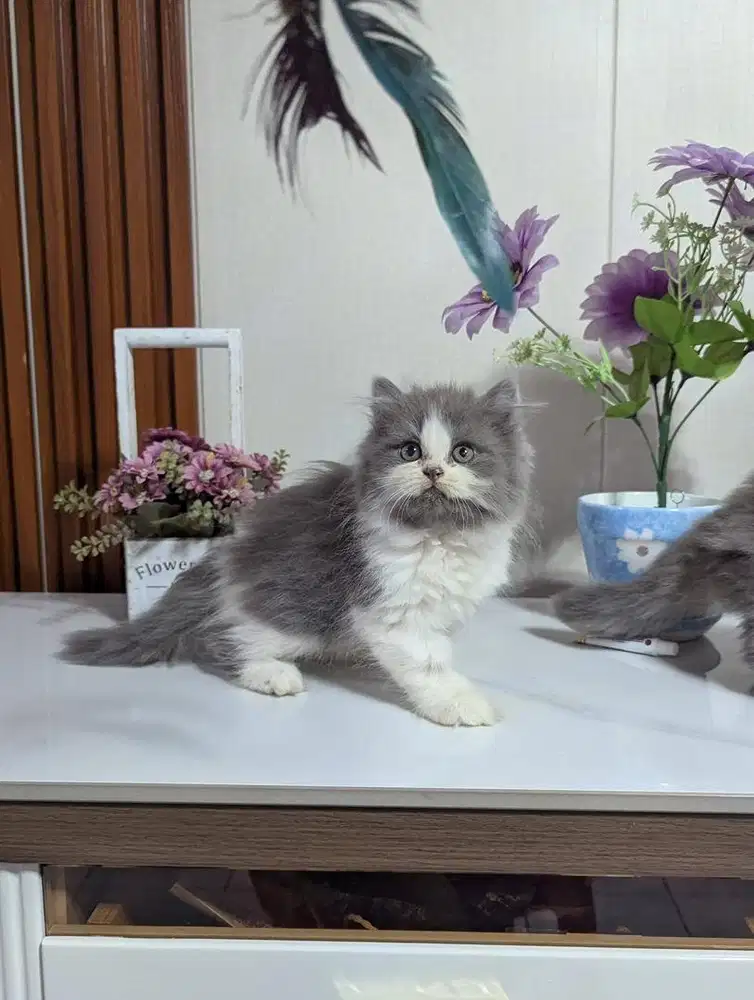 Kitten Persia Hima