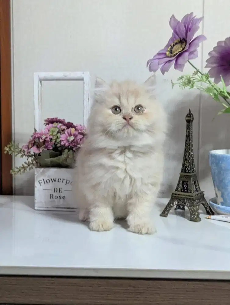 Kitten Persia Hima