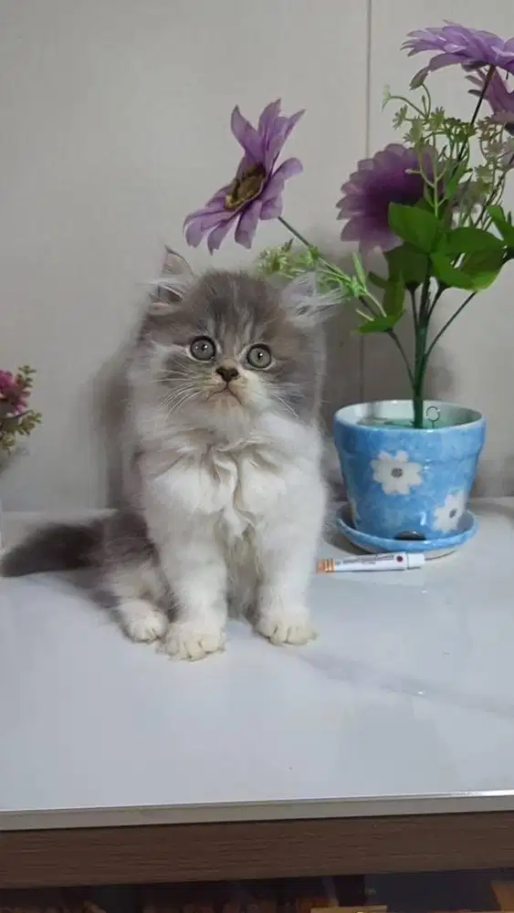 Kitten Persia Hima