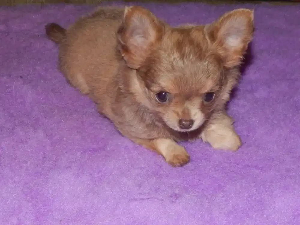 JUAL ANJING CHIHUAHUA