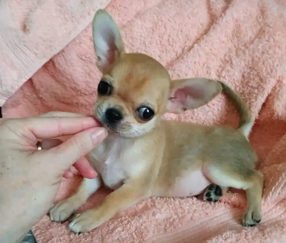 JUAL ANJING CHIHUAHUA