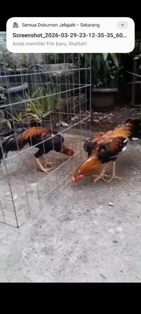 Ayam Jago  Bangkok ekor lidi