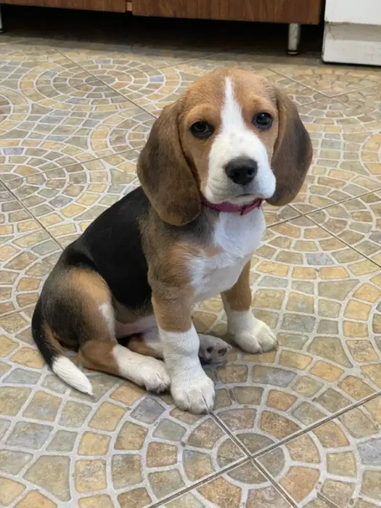 JUAL ANJING BEAGLE