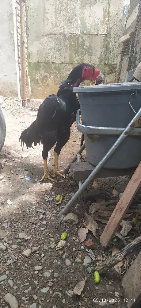 Ayam shamo eropa