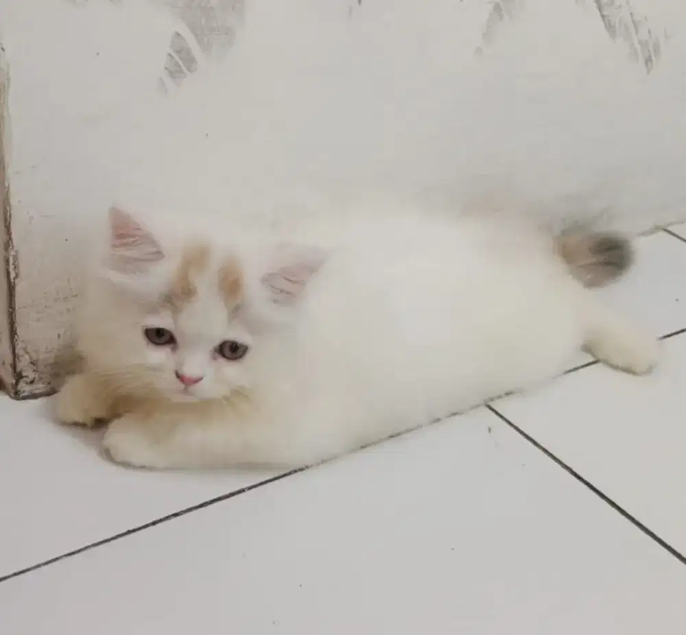 kucing Persia medium