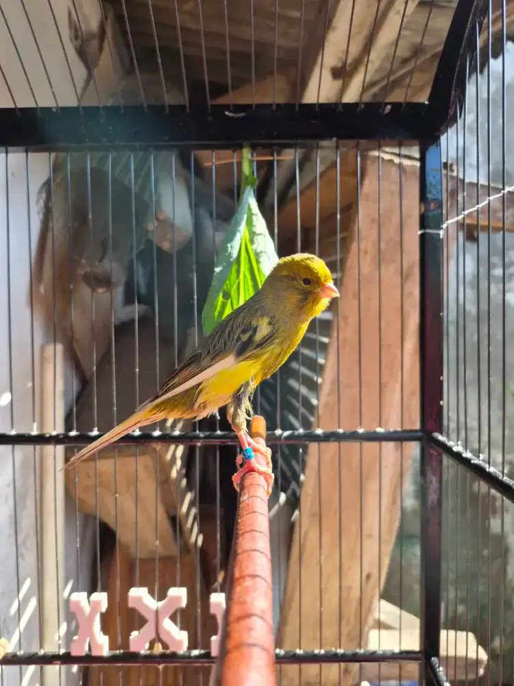 Kenari F1ys ( Ys Tkf x AF )