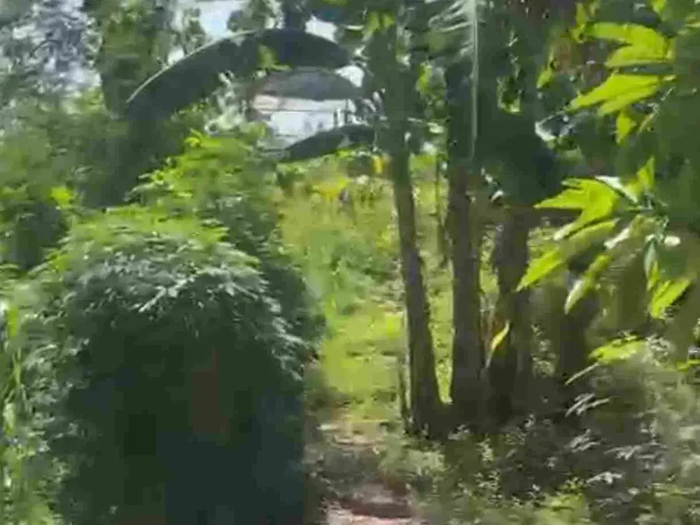 Di Jual tanah Gedong sari,Kuta Sela